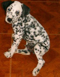 Dalmata Oliver